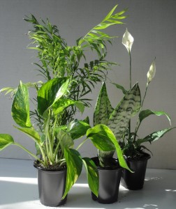 AirPurifyingPlants